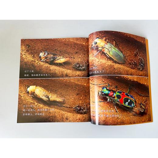 生命的故事 第4辑(全12册) 商品图4