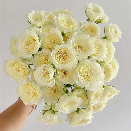 精品花材阿莫尼如暖暖多头玫瑰花10支 商品图1