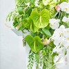 素色-白色蝴蝶兰绿掌混搭讲台花 商品缩略图1
