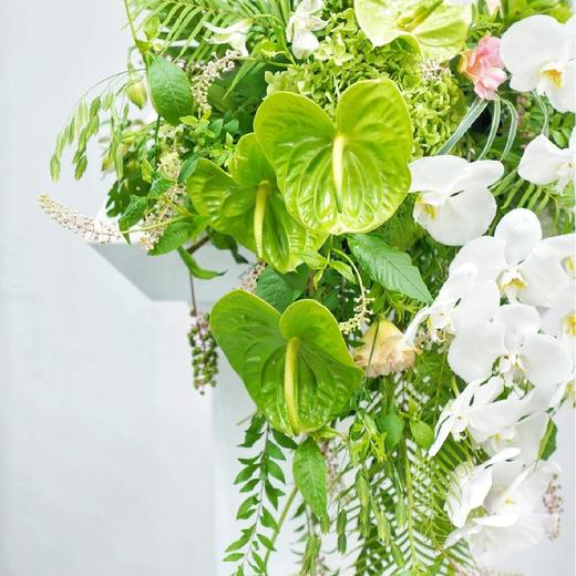 素色-白色蝴蝶兰绿掌混搭讲台花 商品图1