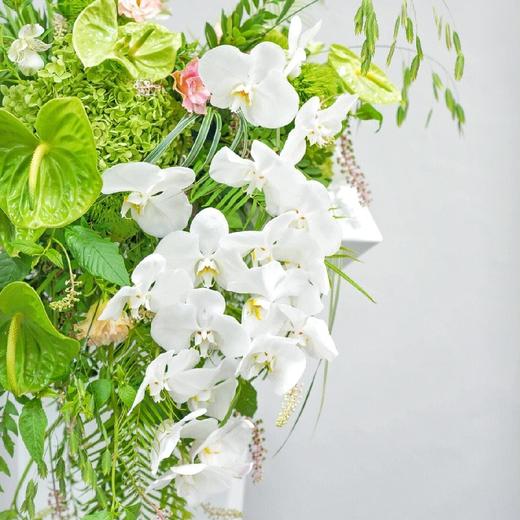 素色-白色蝴蝶兰绿掌混搭讲台花 商品图2