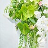 素色-白色蝴蝶兰绿掌混搭讲台花 商品缩略图3