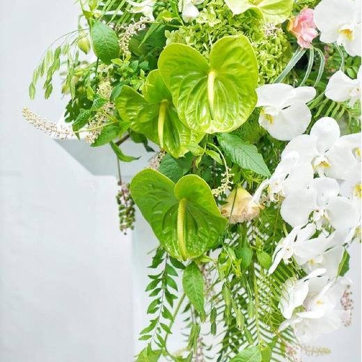 素色-白色蝴蝶兰绿掌混搭讲台花 商品图3