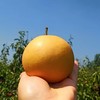有机梨 | 多品种 香甜无渣 肉质饱满 滋润 |  基地直发包邮*Organic pears 商品缩略图2