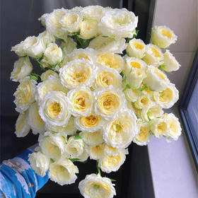 精品花材阿莫尼如暖暖多头玫瑰花10支