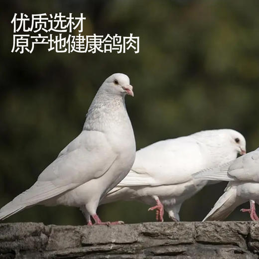 【德州美食】 凤起五香乳鸽200g*3袋  肉质美味鲜香 肉感紧实 商品图2