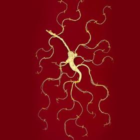 中国一年到底能产多少野山参？？？