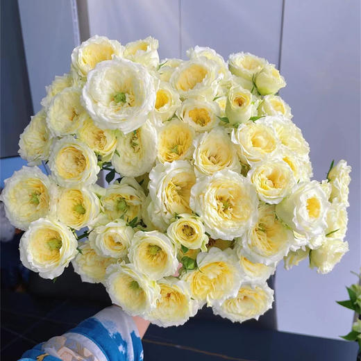 精品花材阿莫尼如暖暖多头玫瑰花10支 商品图3