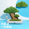 zeze树下青松宠物抓抓床-B(包邮) 商品缩略图4