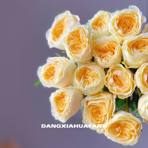 【奶油杯玫瑰】10支/份 采用无土栽培技术培育长约50-55cm 商品图5