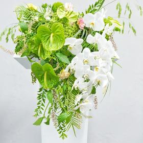 素色-白色蝴蝶兰绿掌混搭讲台花