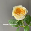 【奶油杯玫瑰】10支/份 采用无土栽培技术培育长约50-55cm 商品缩略图2