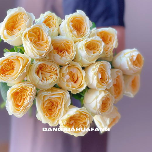 【奶油杯玫瑰】10支/份 采用无土栽培技术培育长约50-55cm 商品图7