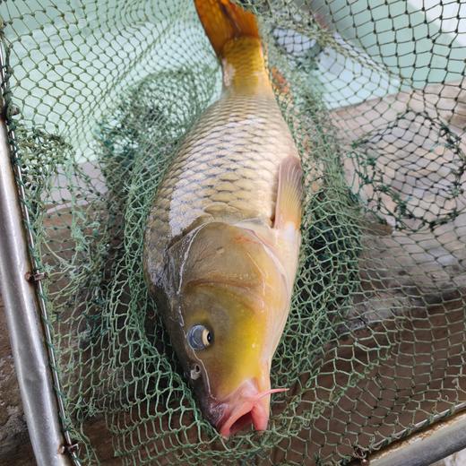 生态鲤鱼 | 合作生产* Eco-carp | Coproduction 商品图0
