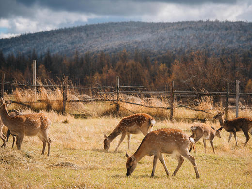 内蒙金秋 | 走进森林与草原深处的金色童话之旅 7天6晚 商品图1