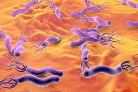 一人中招全家感染！幽门螺杆菌如何传播？