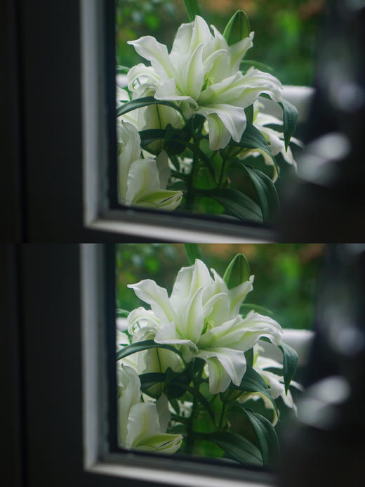 艾莎重瓣百合【山野千里，你是微风中的欢喜】简小姐精选白绿复色重瓣百合 艾莎10+2花头（防花损）2束包邮 下单5天发货 商品图3