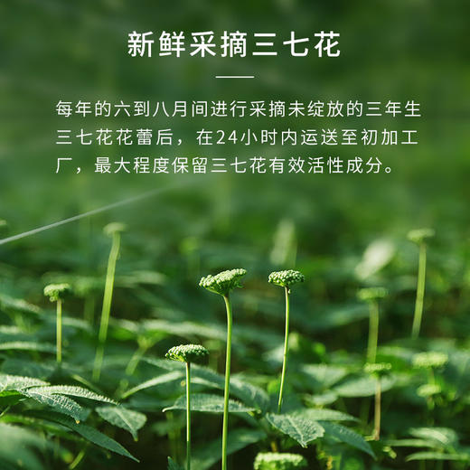 苗乡三七甄选道地三七花80克/瓶 商品图4