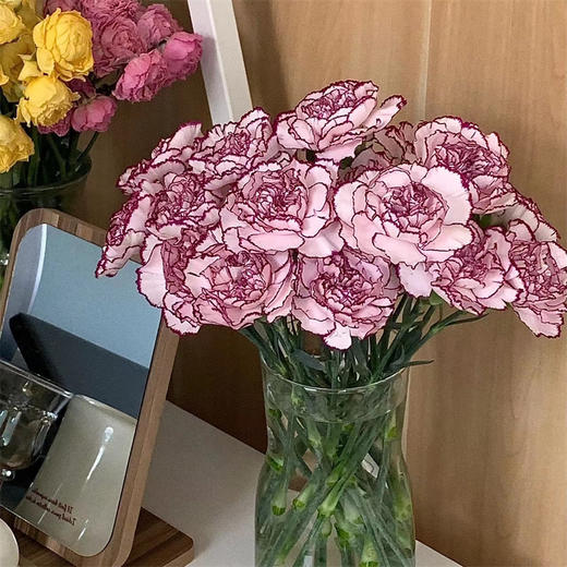 精品紫精灵国产康乃馨10支 商品图0