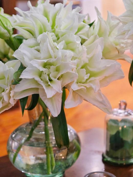 艾莎重瓣百合【山野千里，你是微风中的欢喜】简小姐精选白绿复色重瓣百合 艾莎10+2花头（防花损）2束包邮 下单5天发货 商品图5