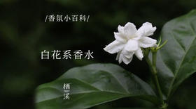 你为什么会晕白花香？|香氛小百科017