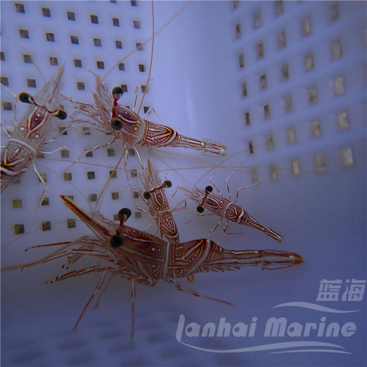 机械虾 商品图8