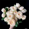 达林顿多头玫瑰花10支 商品缩略图1