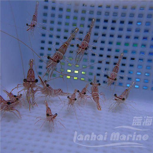 机械虾 商品图3