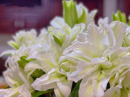 艾莎重瓣百合【山野千里，你是微风中的欢喜】简小姐精选白绿复色重瓣百合 艾莎10+2花头（防花损）2束包邮 下单5天发货 商品图8