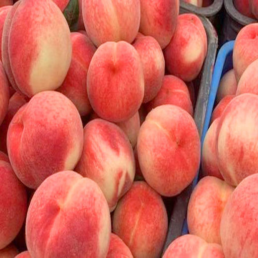 【10元3斤】绿化九毛桃（1500496） 商品图0