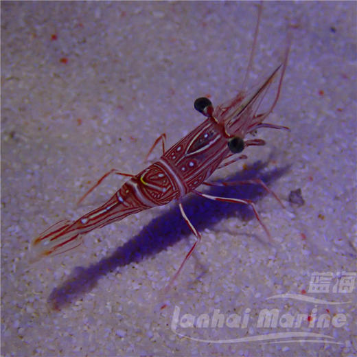 机械虾 商品图5