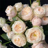达林顿多头玫瑰花10支 商品缩略图2