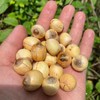 【新鲜当季】江西广昌成熟莲米 去壳纯果肉 商品缩略图4