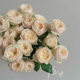 达林顿多头玫瑰花10支