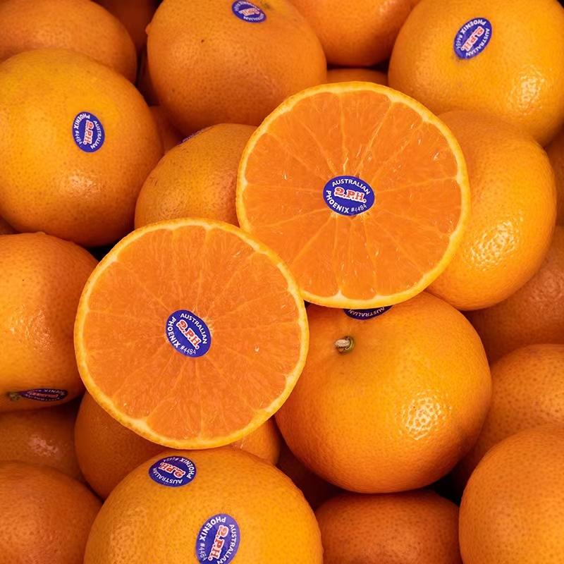 【澳洲2ph蜜柑】被60誉60为"皇60家柑60橘"的澳柑6015