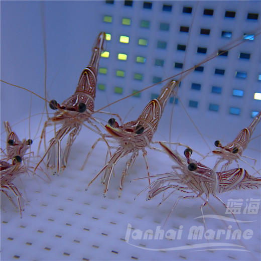 机械虾 商品图1