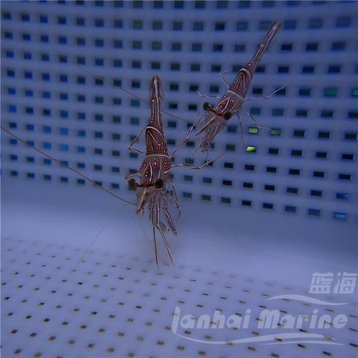 机械虾 商品图4