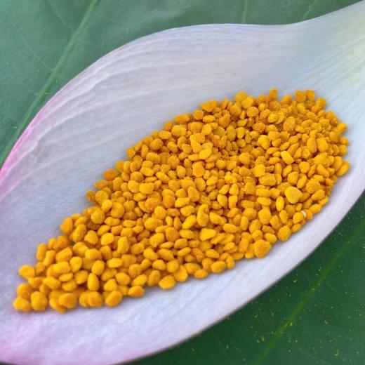 【纯正新鲜】江西广昌荷花粉 颗粒饱满 荷花清香 商品图2