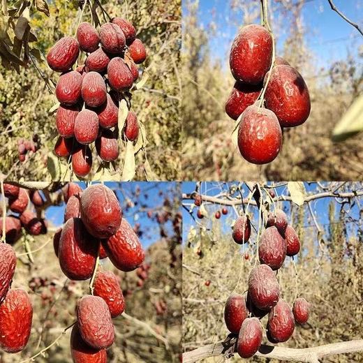 【每日食养】道道湾新疆灰枣 256克（约8包）*2 商品图4