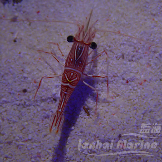 机械虾 商品图10