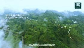 竹态 | 清新雅致 不事浮华