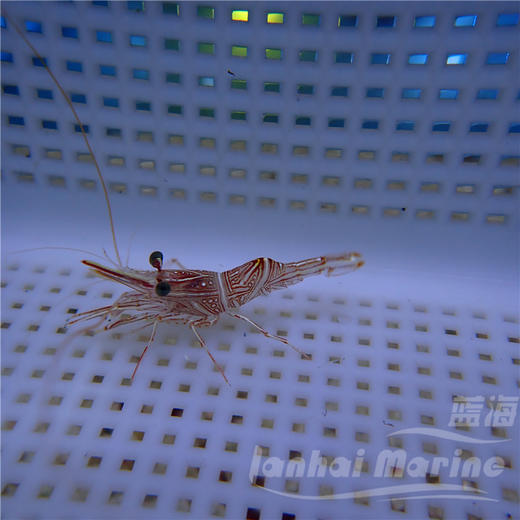 机械虾 商品图2