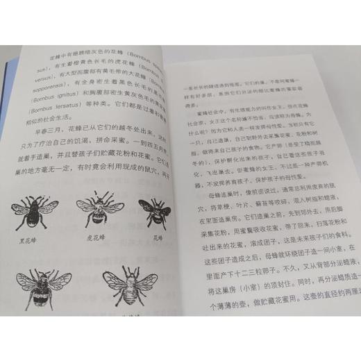 昆虫漫话+蜡烛的故事/世界科普经典 商品图2
