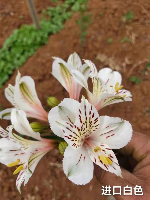 六出花 | 白色 商品图1