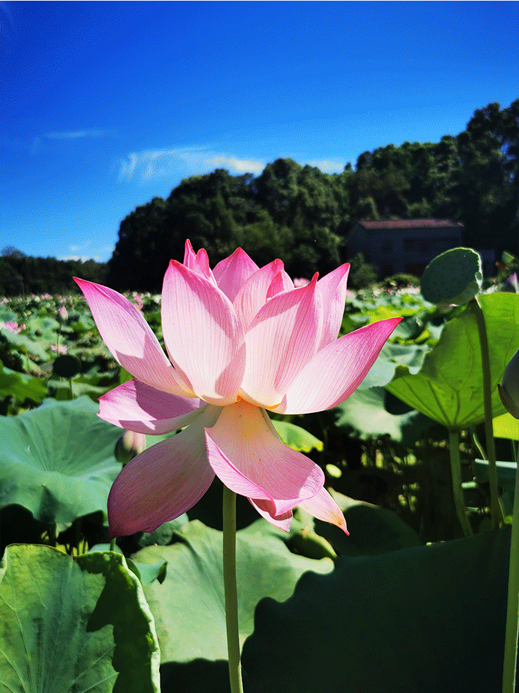  夏至连着端午，今年的食养有啥不一样 