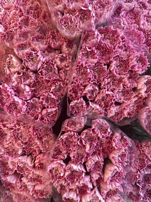 【国产康乃馨】水蜜桃（小桃红）18-20支/扎 商品图5