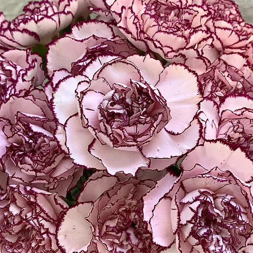 精品紫精灵国产康乃馨10支 商品图3