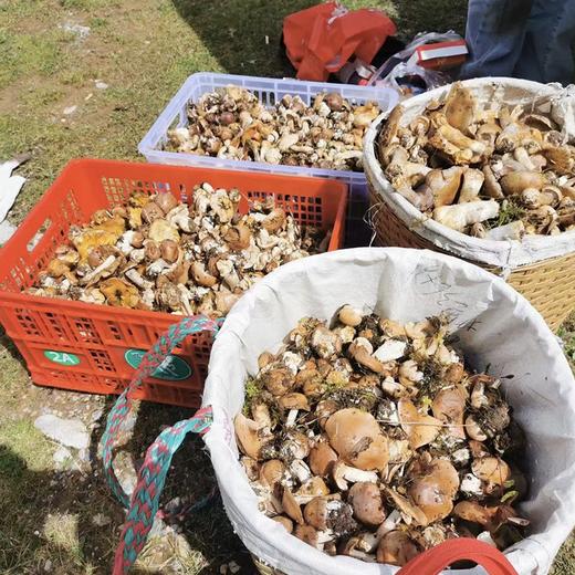 【五一丨俄里露营摘野菌】（5.1-2/2-3/3-4）静卧花海，野奢露营，赏云海盛景，篝火晚会、野外KTV 商品图2