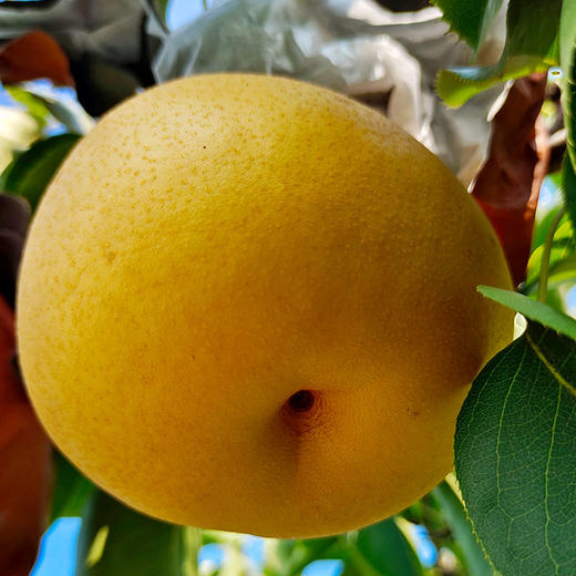 【厂商直发】小空山有机水果圆黄梨清甜多汁多规格可选包邮 商品图4