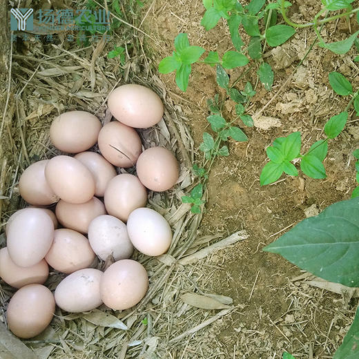 【爆品需排队，预计2天左右发货】扬德林下土鸡蛋 商品图3